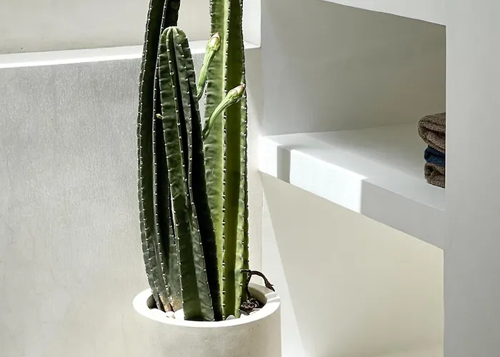 Cactus Bingin